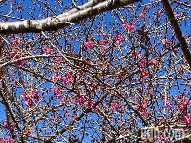 草坪頭櫻花季今年即日起到3月初，4000多棵櫻花樹目前陸續綻放中，加上桃、李、杏花穿插其間，已成為玉山腳下的賞花景點。記者黑中亮／攝影