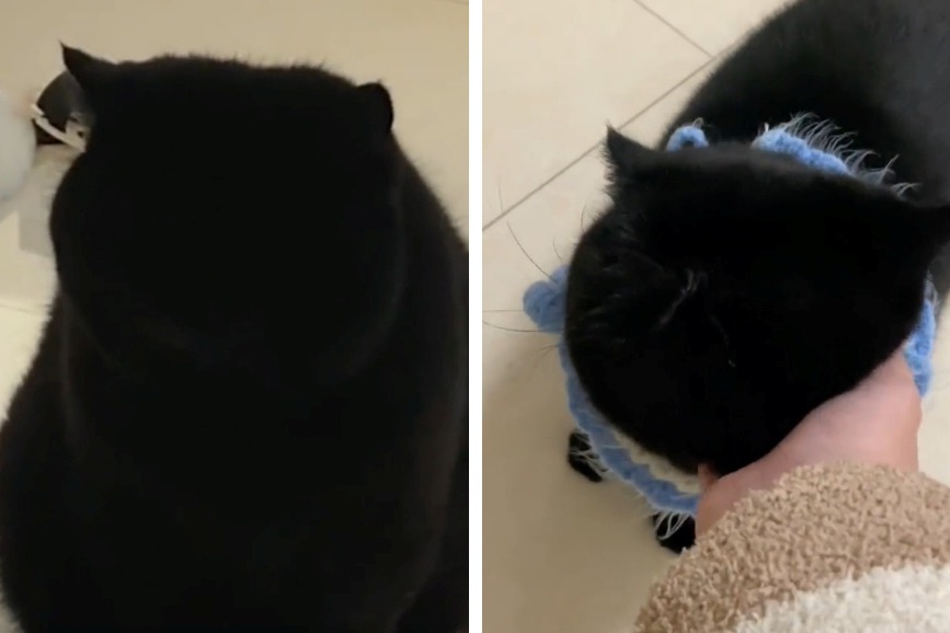 一名網友拍下家中黑貓黑到極致的模樣，只見一團黑毛球坐在地上一動也不動，但無論如何都沒辦法看清牠的臉，不說還以為是頭轉了180度用後腦杓看人的無臉貓。 (圖/取自影片)