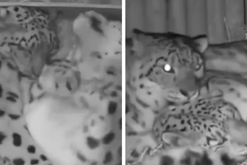 動物園一隻懷孕的母雪豹睡覺睡到一半身體不舒服，隔壁老公發現伴侶不適，立刻緊抱老婆並將牠的頭放在自己肚子上，殊不知隔壁有一隻單身雪豹目睹一切，強烈反差形成對比。 (圖/取自影片)
