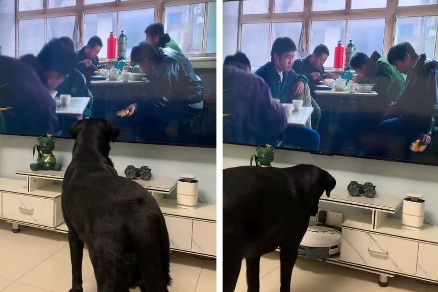 一隻黑拉拉正在聚精會神地看電視劇，劇中一群人正在餐館吃飯，狗狗以為電視裡的演員會餵牠吃東西，不斷靠近電視想要搶食，最後發現是一場空就落寞地低頭離去。 (圖/取自影片)