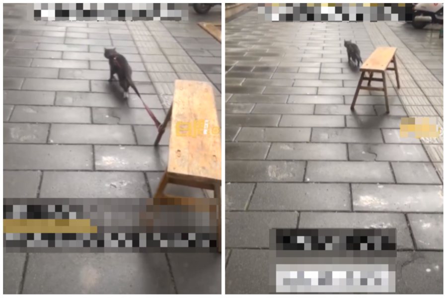 一隻貓咪被主人拴在板凳上，竟然帶著沈重的長板凳跑出門在大街上拖行。圖取自微博