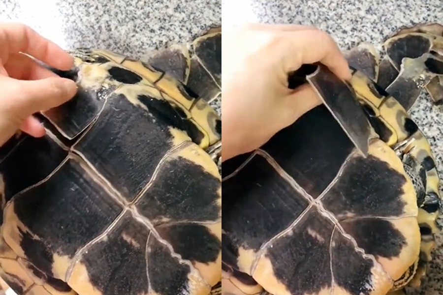 網友幫家裡的烏龜「脫衣服」。圖擷自微博