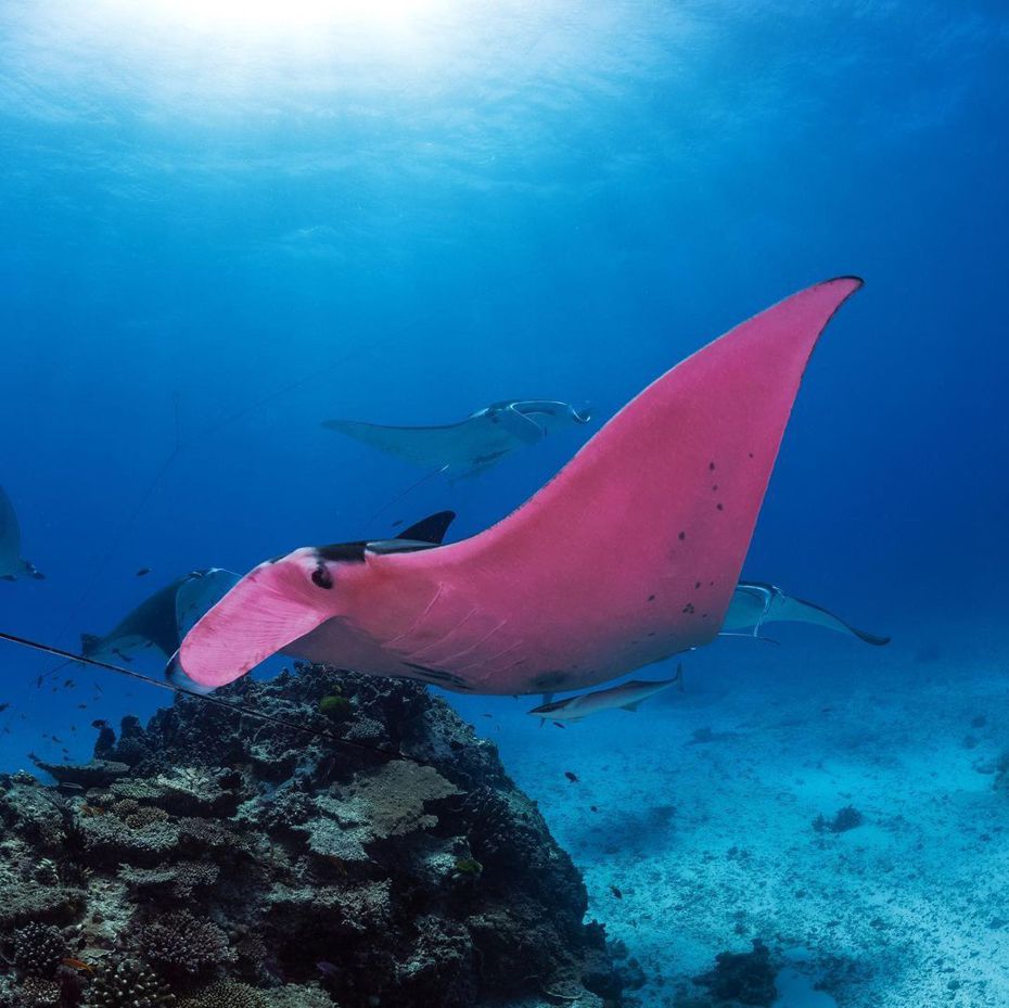 有潛水愛好者在海中遇到了難得一見的「粉紅色魟魚」，夢幻的長相讓不少網友相當驚艷。 (圖/取自IG「kristianlainephotography」)