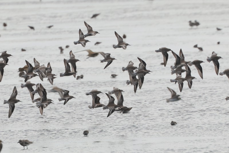 七股鹽田記錄到70隻紅腹濱鷸（近危鳥種）。圖／中華民國野鳥學會提供