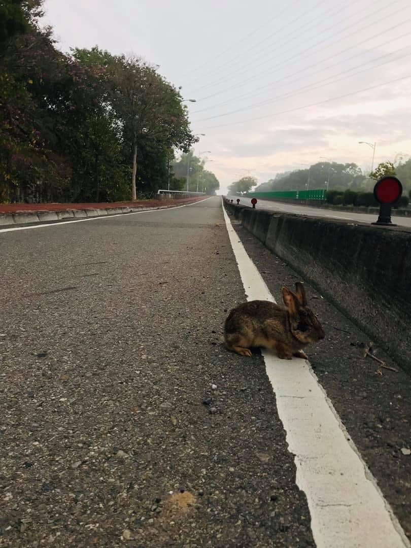 有民眾在路上疑似遇到台灣野兔，引起網友熱烈討論。圖擷自路上觀察學院