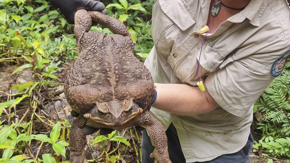 澳洲國家公園發現一隻2.7公斤重的超大蟾蜍，護林員形容就像是長出手跟腳的足球。圖擷自Queensland Environment
