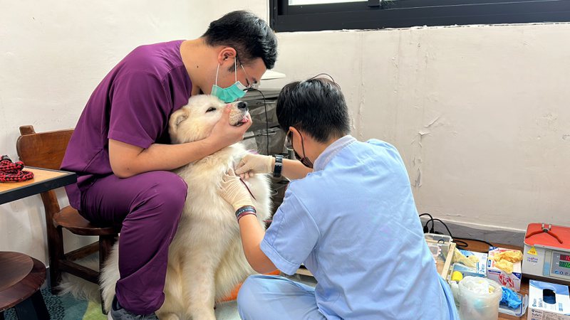 狗狗捐血時當下清醒，獸醫師會先在採血部位剃毛消毒，避免入針時表皮病原進入體內與血袋。記者劉星君／攝影