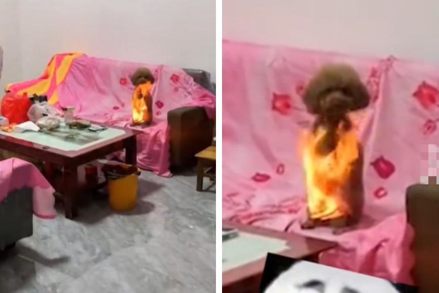 一隻紅貴賓在粉紅色的沙發上用兩隻腳站立，但牠全身都著火，火在牠身上不斷狂燒，但狗狗卻毫無反應。 (圖/取自影片)