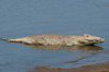 4歲童河邊玩水失蹤 2天後1隻鱷魚「暖心背著他回家」警消嚇壞：身體超完整