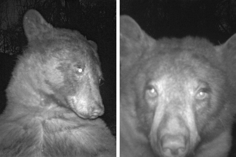 美國一間國家公園專門用來記錄動物足跡的動態攝影機裡面竟然有高達400多張棕熊的自拍照，只見一隻棕熊站在攝影機前面，不斷擺出各式各樣神似人類自拍的不科學姿勢。 (圖/取自推特)