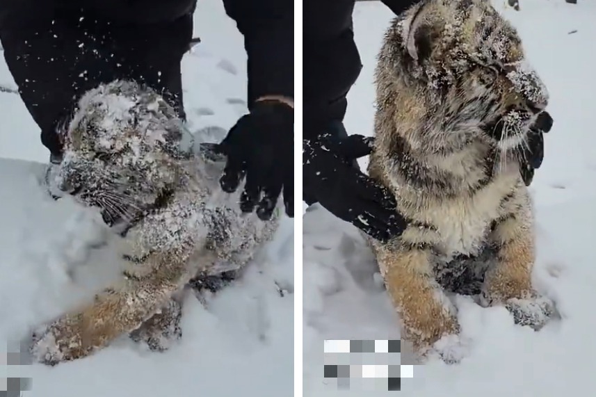 動物園飼育員跟小老虎一起玩打雪仗，只見小老虎頭上被淋滿了雪，虎生第一次見到雪的小老虎還一臉懵懂的看著，頭上被全是雪的模樣像極了糖霜虎皮捲。 (圖/取自影片)