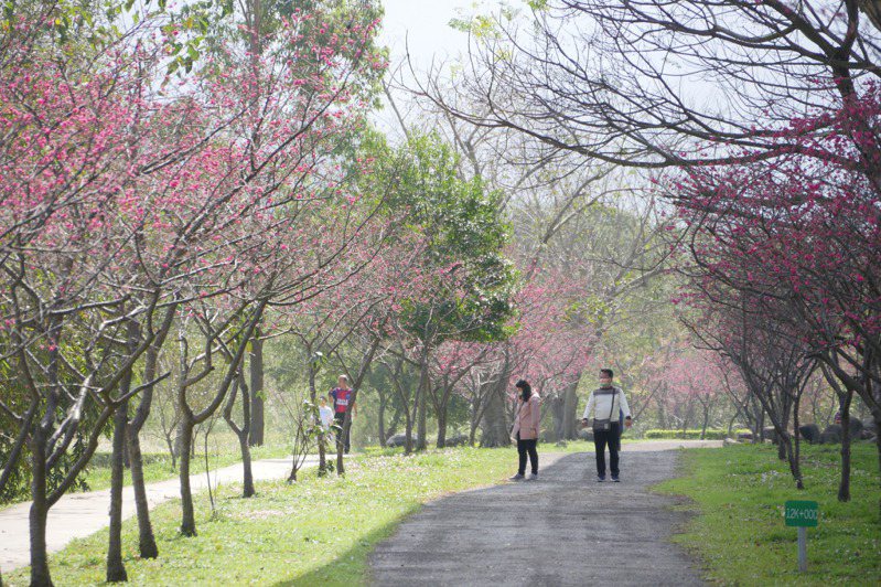 近年成為台3線賞櫻秘境的竹東河濱公園，沿著台68快速道路橋下約2公里的步道，種滿兩千多株粉嫩櫻花，品種有八重櫻、山櫻花及吉野櫻等。圖／縣府提供