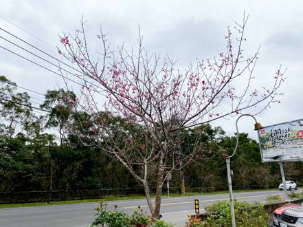 宜蘭台七丙線「櫻花公路」，只有少數櫻花零星開著花朵。圖／讀者提供