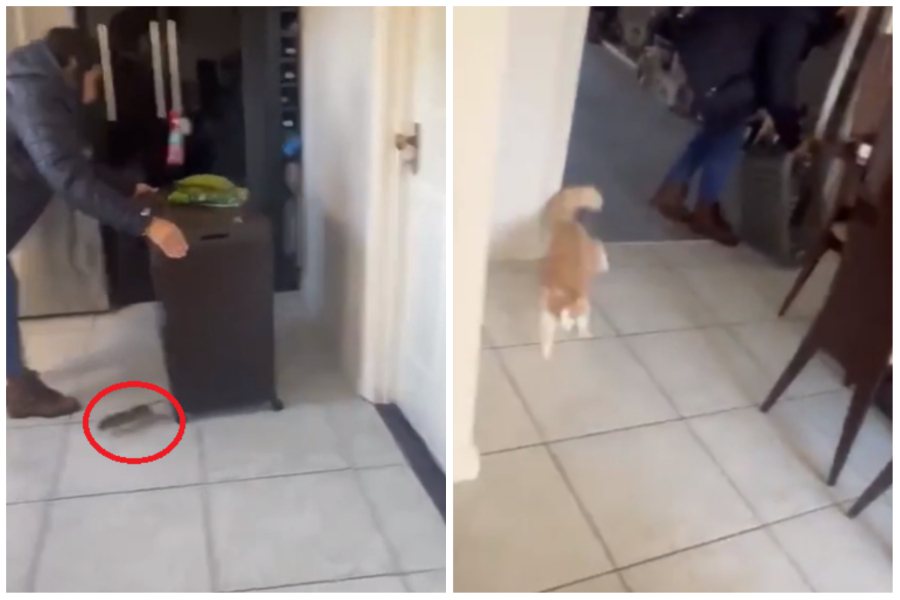 一隻米奇在民宅亂跑，家裡養的橘貓竟然不幫忙直接往反方向逃走。圖取自reddit