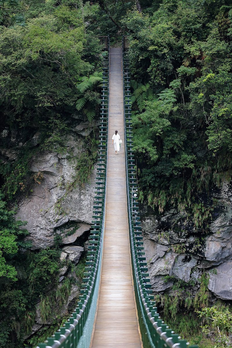 花蓮富源國家森林遊樂區新龍吟吊橋，全長156公尺，是輕量化垂懸式吊橋，站在橋上可俯瞰富源溪谷。圖／花蓮林管處提供 雪羊攝影