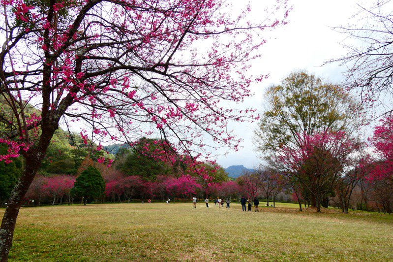 南投仁愛奧萬大的山櫻花盛開引爆紅色浪漫，預計至2月中旬都是觀賞期。圖／奧萬大森林遊樂區提供