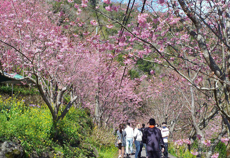 桃園市復興區台7線北橫公路山櫻花，預計2月中旬起綻放。本報資料照片