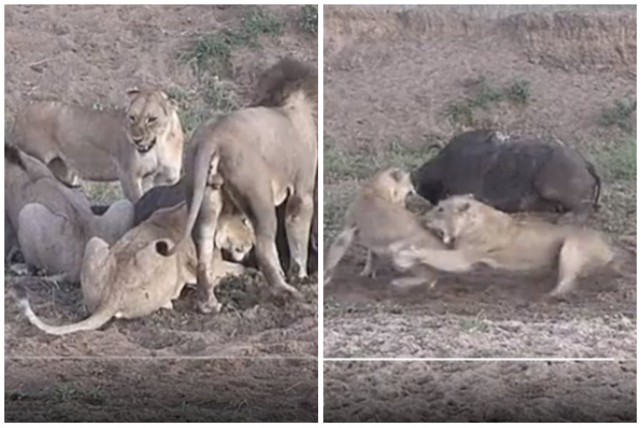 獅子逮到一隻水牛，開吃之際有成員突然起爭執，最後水牛居然趁隙逃跑。圖取自推特