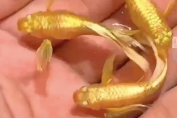 有飼主曬出自家養的黃金孔雀魚，其耀眼的色澤讓不少網友大讚非常漂亮。圖/翻攝自微博