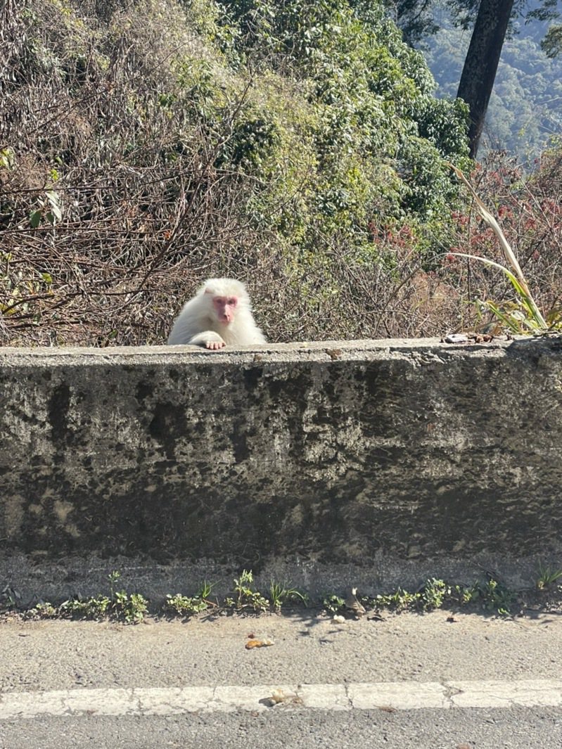 梨山出現白色獼猴，萌模樣民眾驚喜。圖／交通部觀光局參山國家風景區管理處提供