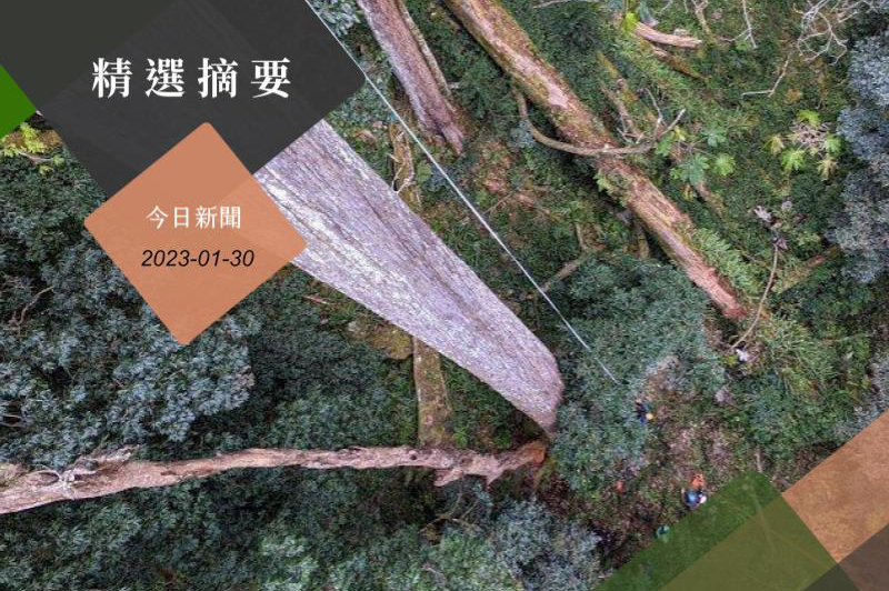 農委會林試所的研究團隊，趁著春節假期上山找樹，皮尺實測樹高84.1公尺，是目前台灣最高的樹。圖／徐嘉君提供