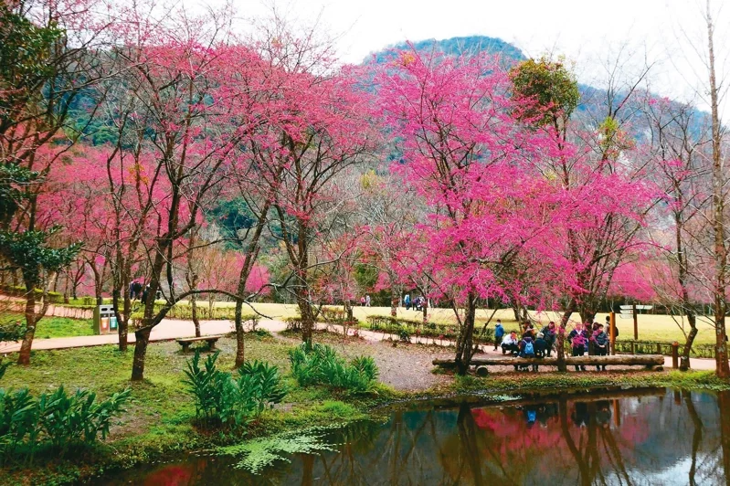 適逢春節花期，圖為奧萬大山櫻花。 圖／奧萬大森林遊樂區提供