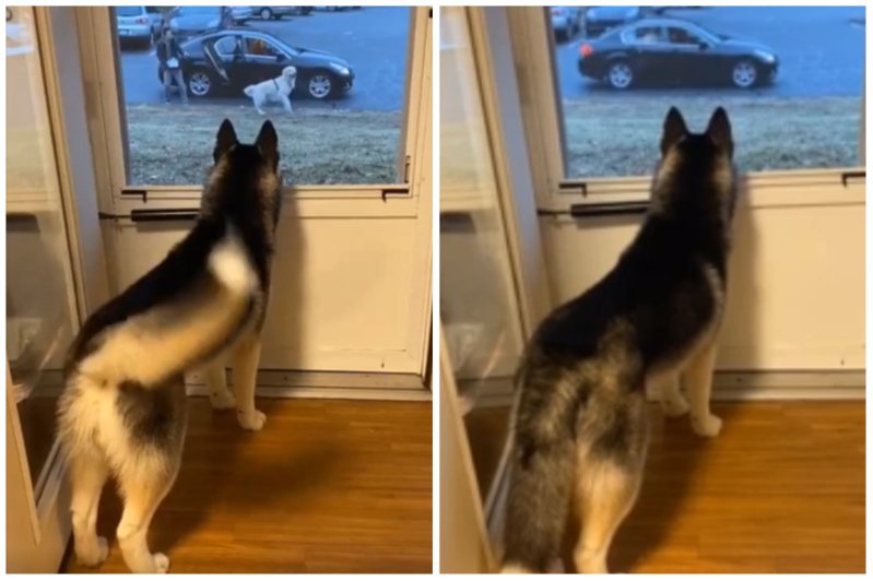 隻大狗狗在窗邊看同伴搭車離開，搖動的尾巴漸漸垂下，象徵牠低落的心情。圖取自reddit