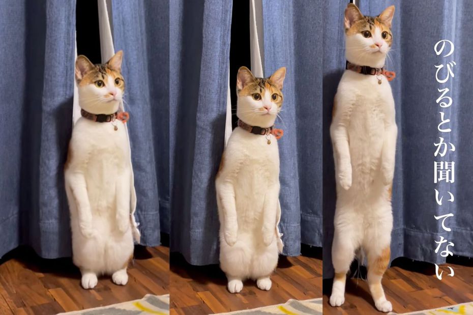 三色貓「粽子」（チマキ）深夜兩腿站立嚇壞主人。（圖／翻攝自IG @3shichi3）