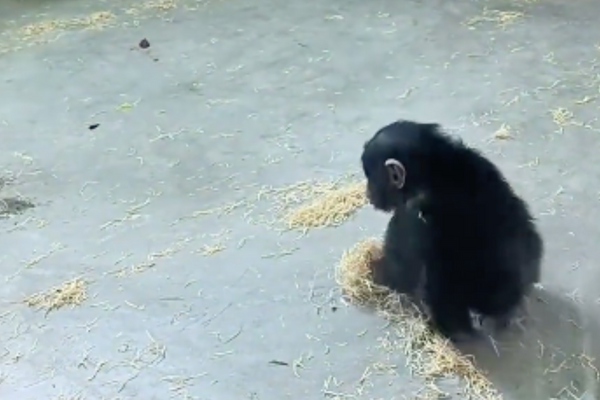 山東臨沂動植物園裡一隻猩猩寶寶把乾草當作玩具推著玩。圖/翻攝自微博