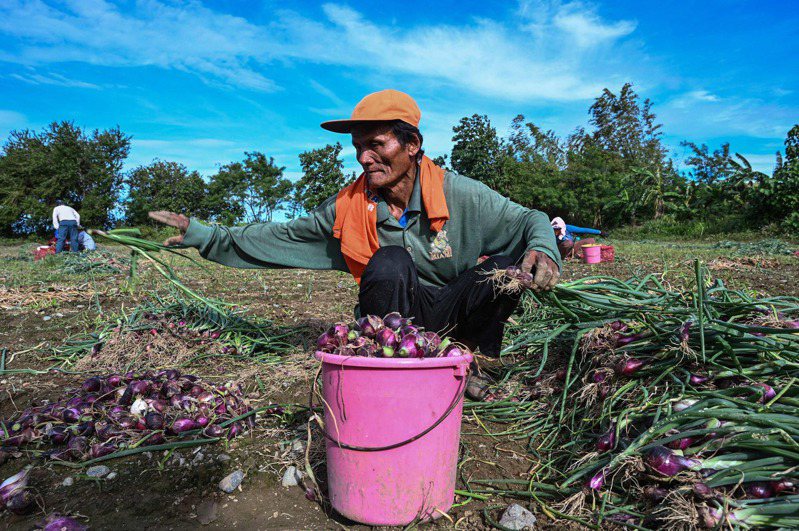 菲律賓洋蔥近來價格飆漲，一個月內翻了2倍多，甚至超過每日最低工資，罕見的高價讓產地農民等不及洋蔥完全成熟，就趕著搶收變現。法新社