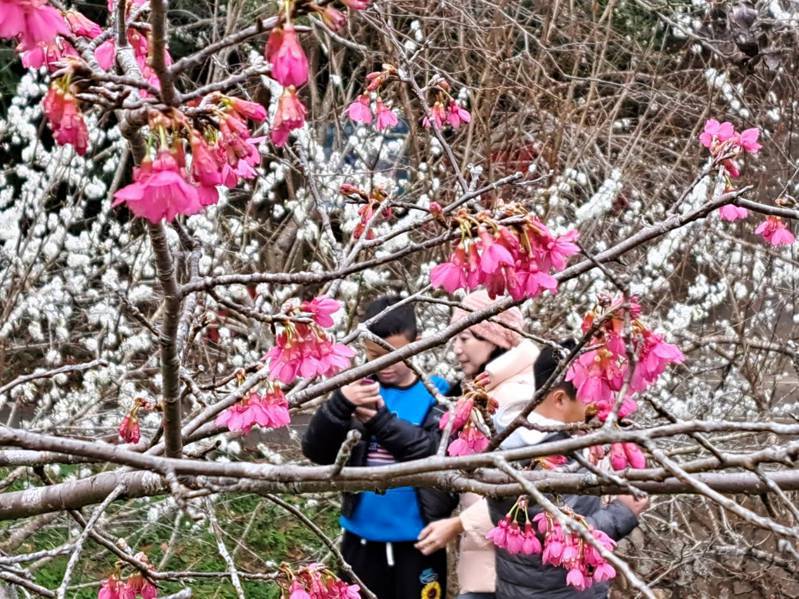 東勢林場遊樂區櫻花與李花盛開中，紅白相間吸引遊客拍照。圖／東勢林場提供