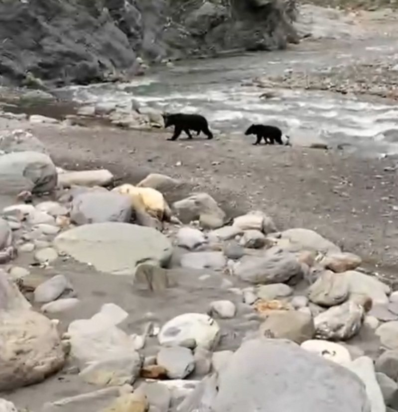 有民眾昨天疑似在台東縣延平鄉桃林溪床遭遇3隻台灣黑熊，並全程目擊並拍攝影片，發現是1隻母熊帶著2隻小熊渡河，不過，林務局台東林管處表示，拍攝地點目前求證中。圖／讀者提供