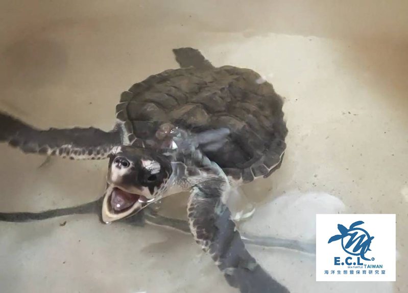 國立台灣海洋大學「海洋生態暨保育研究室」，在臉書公告從今年起，不再接任何有關於海龜救傷的計畫。圖／取自海大海洋生態暨保育研究室臉書