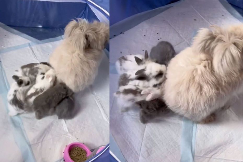 兔兔媽媽屁股後面跟著一窩新生兔寶寶。（圖／翻攝自抖音 @hollig86）