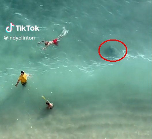 網友發現一隻海龜徘徊在泳客身邊。圖擷自@indyclinton