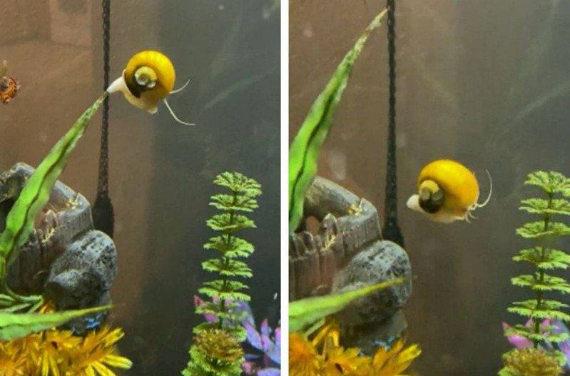 水族箱裡一隻金黃色的螺竟然玩起了「自由落體」，只見牠慢慢爬上水缸底部的水草，爬到尖端後立刻垂直往下跳，就這樣重複好幾十次相當自得其樂。 (圖/取自影片)