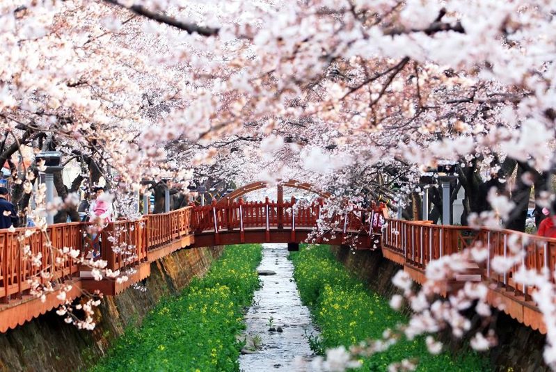 韓國賞櫻也是一大亮點，位在釜山近郊的「鎮海櫻花」被列為韓國必訪賞櫻景點。雄獅旅遊提供
