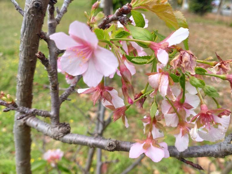 台南市东区巴克礼公园内樱花，已有少数几棵在开花。记者郑惠仁／摄影