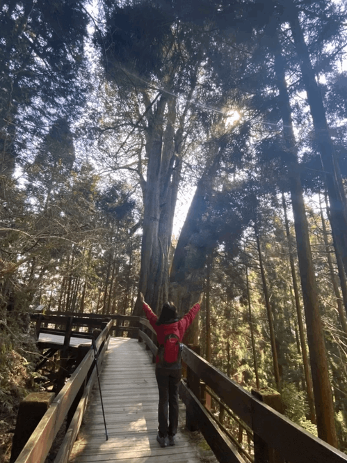 檜杉巨木群步道，擁有五顆巨大的紅檜，豎立在雲霧繚繞的仙境美景。 圖／橘子貓TTt...
