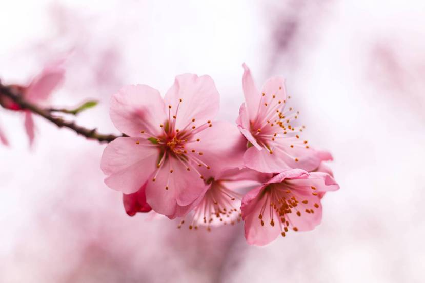 「立春」節氣表示春天的開始，開運讓新的一年有好運氣！ 圖／freepik