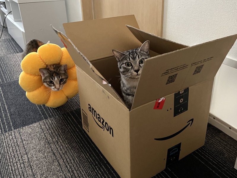 虎斑貓Totomaru跳進紙箱，讓主人笑說就像收到可愛的包裹。圖擷自推特@totomaru_hanmi