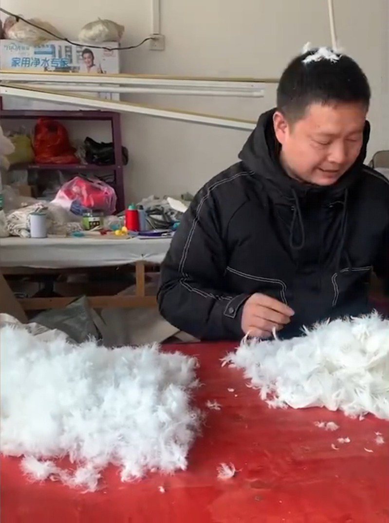 湖南男子從養鵝這一步驟開始，為妻子親手製作羽絨。（影片截圖）
