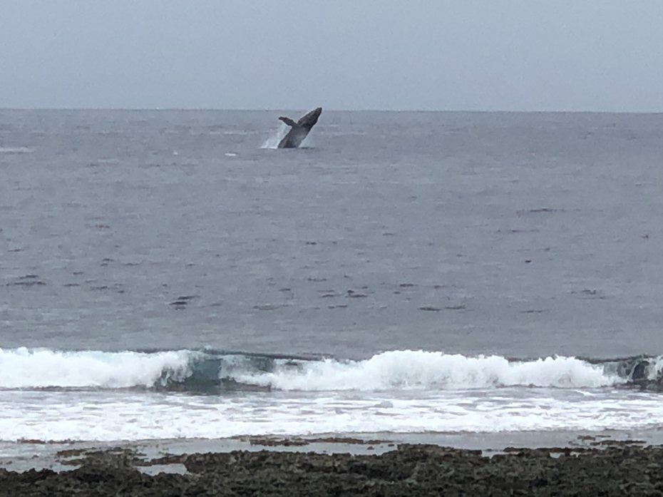 罕見的大翅鯨（座頭鯨）昨出現在台東蘭嶼野銀部落海域，不時在海面上跳躍，過程被來自花蓮的李姓遊客拍下。當地蘭嶼鄉親說：「大鯨魚來了，也是飛魚群快到的時節」。圖／李姓遊客提供