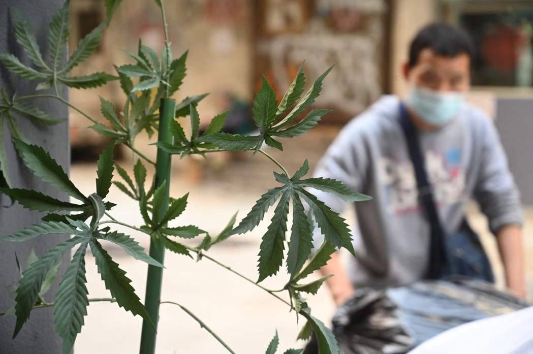 香港1日起將大麻二酚（CBD）列為危險藥物。法新社
