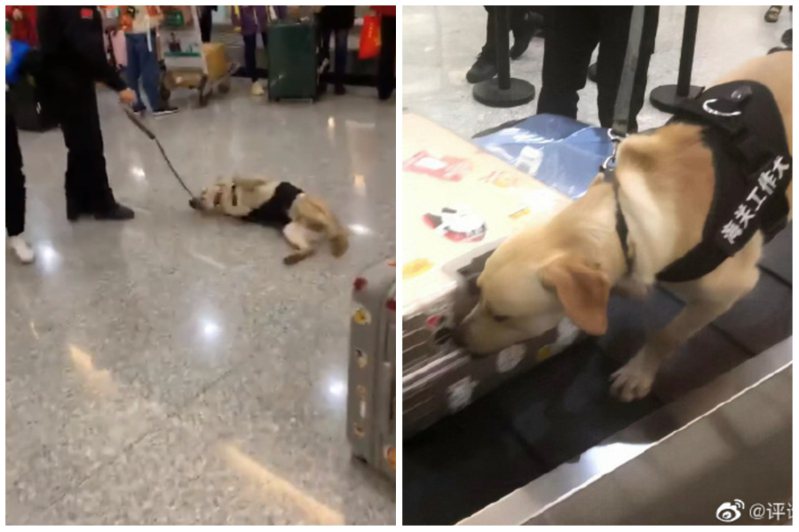 一間機場的兩隻工作犬只有拉布拉多在上班，牠有天突然當眾耍賴。圖取自微博