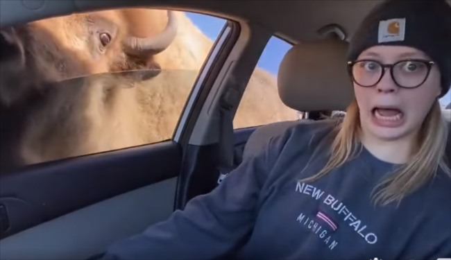 一名女子在車內被突然探頭的野牛嚇到。圖取自臉書