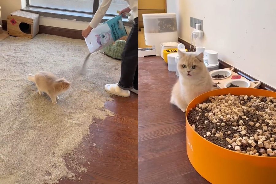 飼主在地板鋪滿貓砂，放了大量乾量安頓貓咪。圖擷自微博