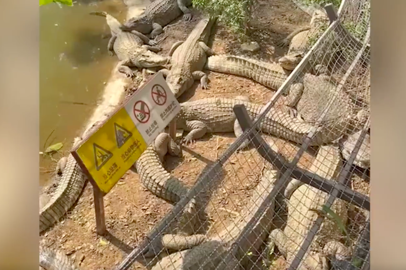 有遊客到動物園看見鱷魚都趴著不動，不禁懷疑牠們是「假的」。圖/翻攝自微博