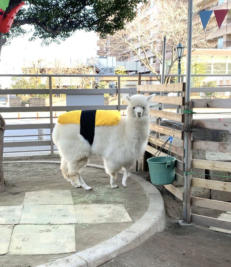 日本購物中心的「玉子燒羊駝」引起網友討論。圖擷自推特 @BellMall_alpaca