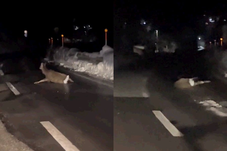 野生的鹿因為路面結冰不斷滑倒，讓網友看了相當心疼。圖擷自推特 @koukisayano
